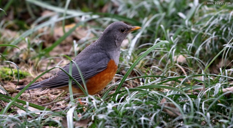 灰背鸫鸟类图片大全