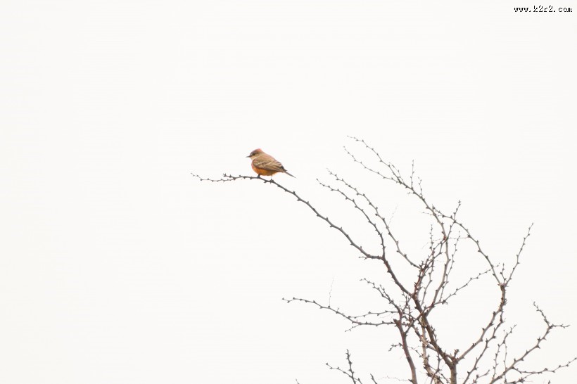 小巧可爱的知更鸟图片
