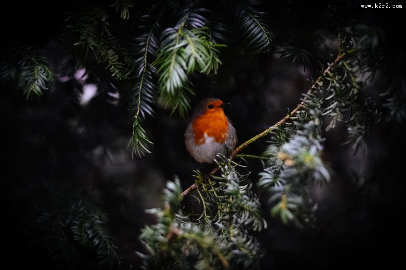 小巧可爱的知更鸟图片