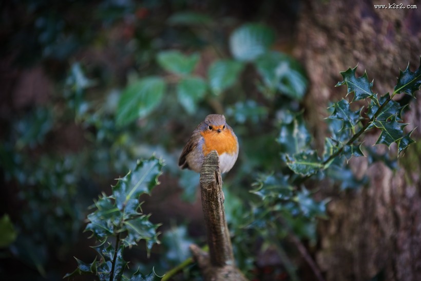 小巧可爱的知更鸟图片