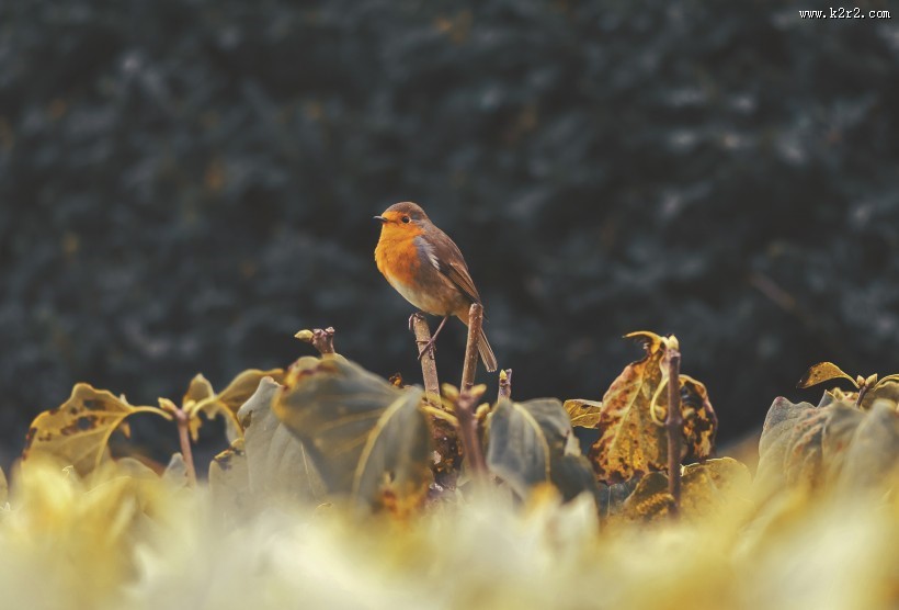 小巧可爱的知更鸟图片