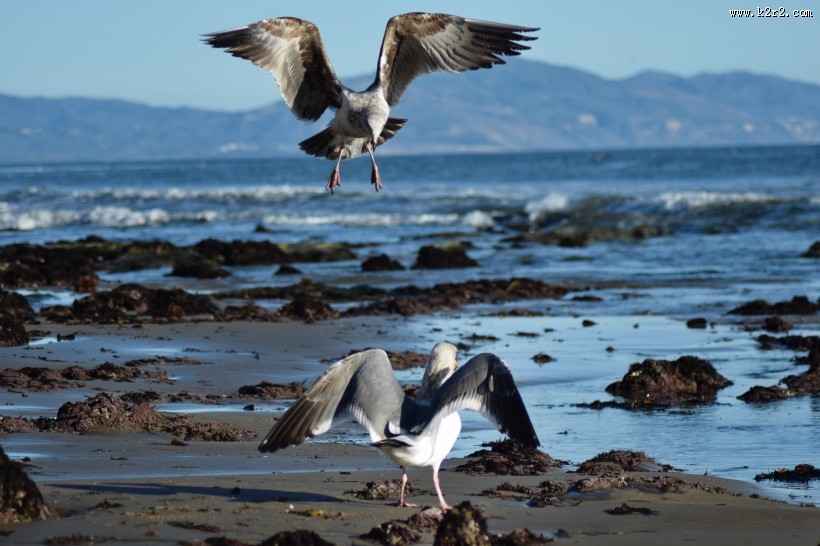 翱翔的海鸥的图片
