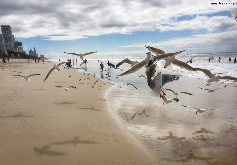 翱翔的海鸥的图片