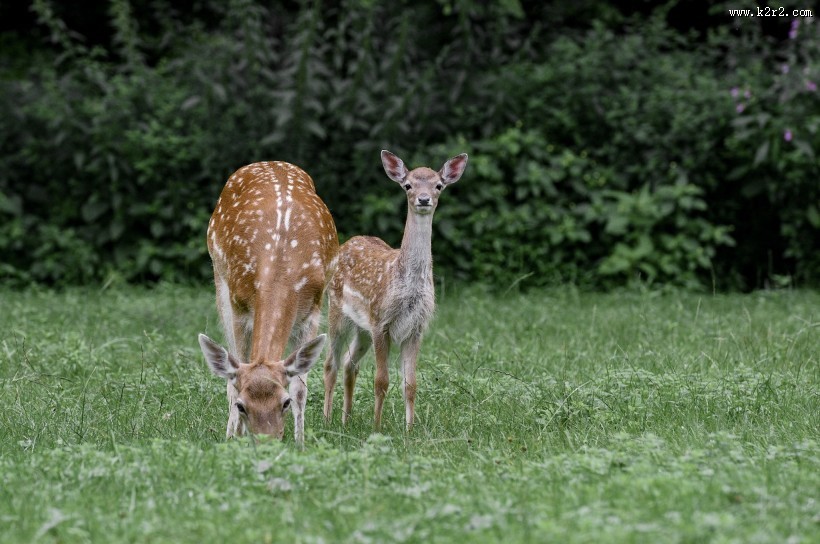 山坡上的鹿图片