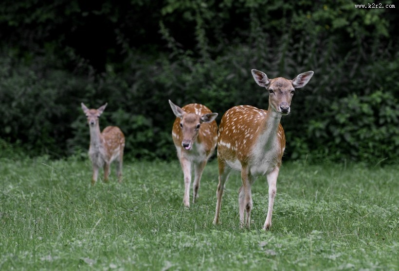 山坡上的鹿图片