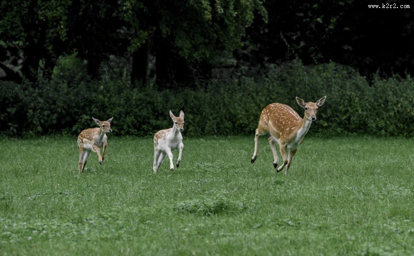 山坡上的鹿图片