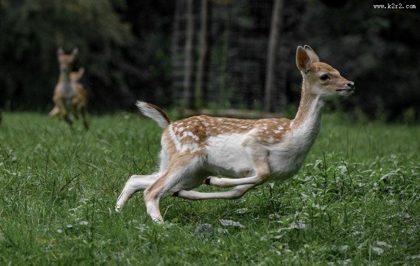 山坡上的鹿图片