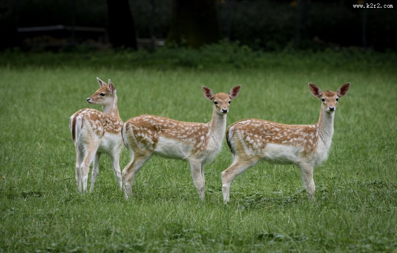 山坡上的鹿图片