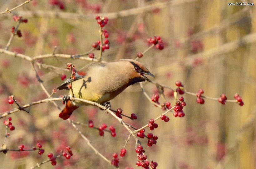 枝头的太平鸟图片