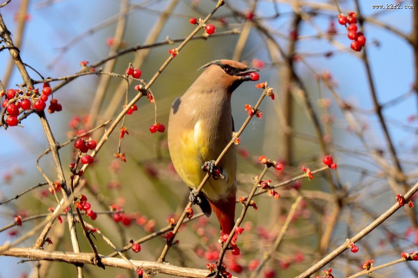 枝头的太平鸟图片