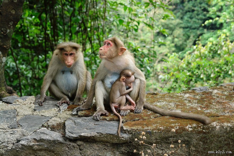 可爱的猴子图片大全