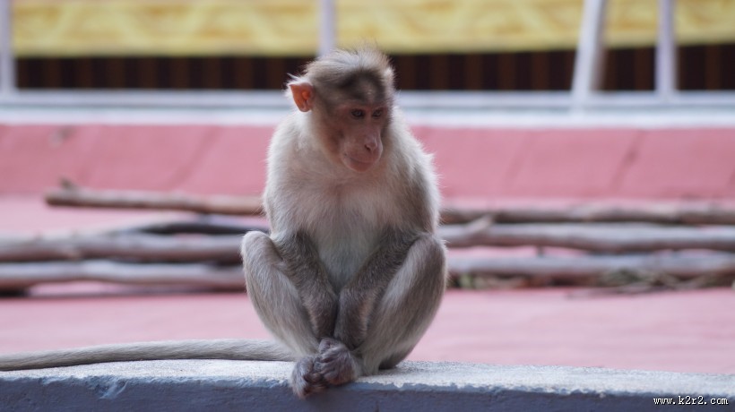 可爱的猴子图片大全