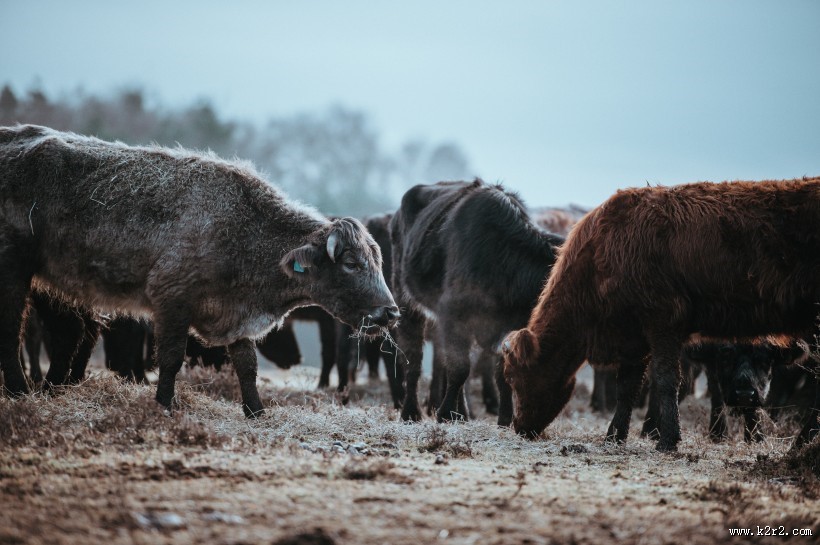 一群正在吃草的牛图片