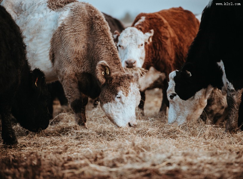 一群正在吃草的牛图片