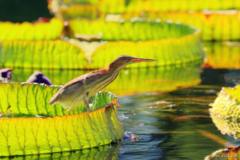 荷塘里的黄苇鳽图片