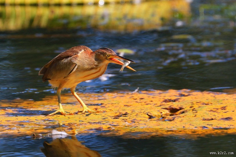 荷塘里的黄苇鳽图片