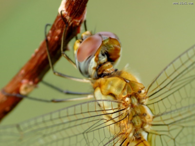 可爱的蜻蜓图片