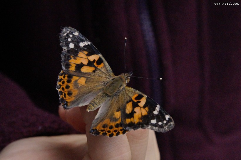 漂亮的蝴蝶图片大全