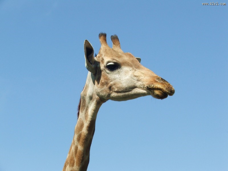 可爱长颈鹿头部特写图片