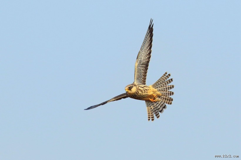 威猛的阿穆尔隼图片