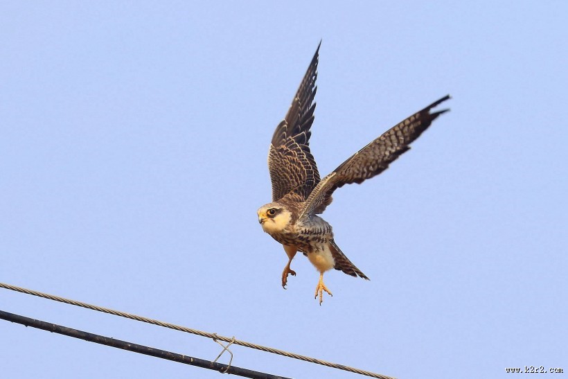 威猛的阿穆尔隼图片