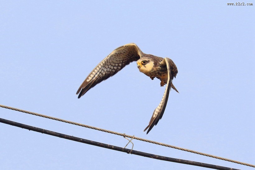 威猛的阿穆尔隼图片