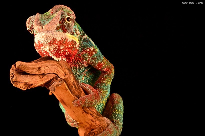 丑陋的变色龙图片