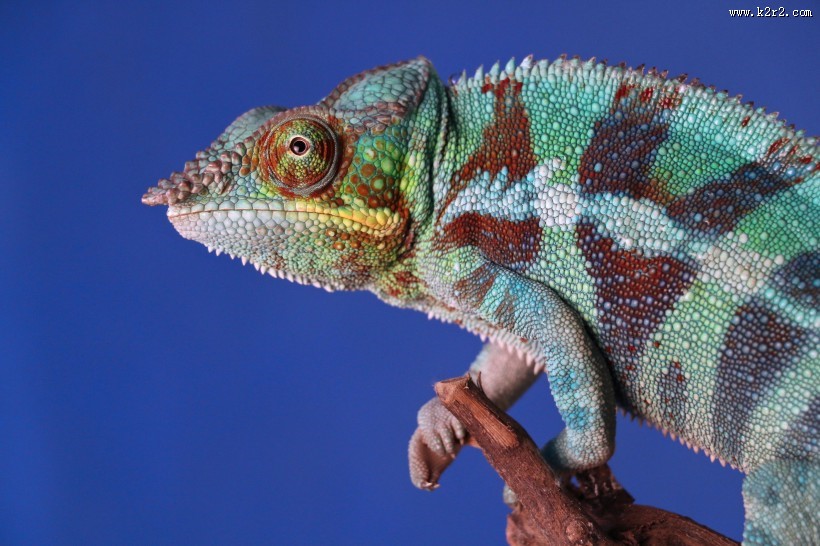 两眼凸起的变色龙图片大全