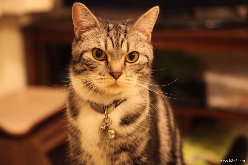 毛绒绒的猫咪图片