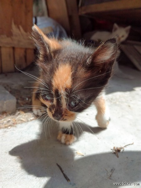 毛绒绒的猫咪图片