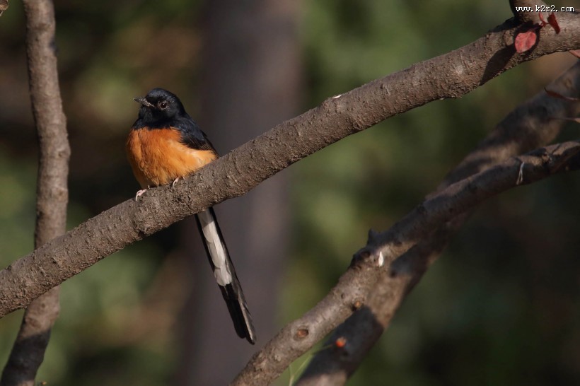 白腰鹊鸲鸟类图片