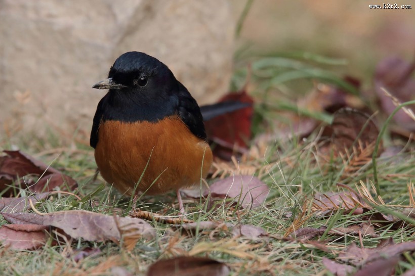白腰鹊鸲鸟类图片
