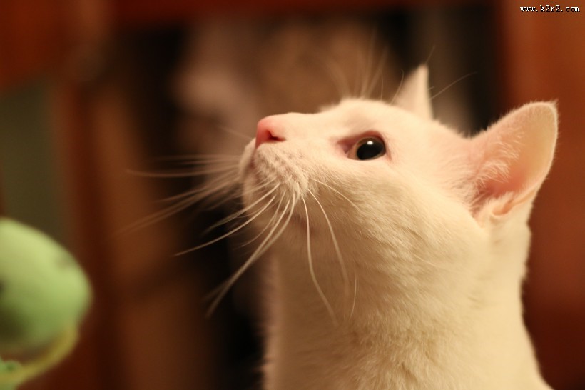 调皮可爱的猫图片