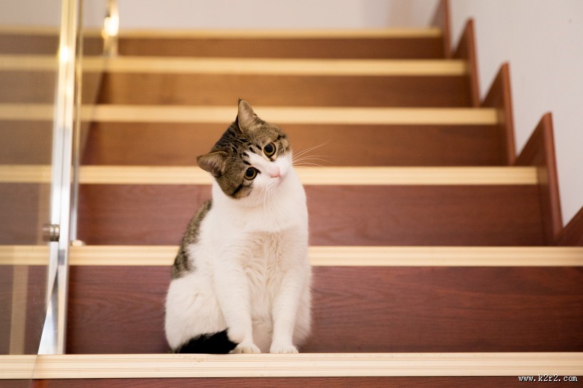 调皮可爱的猫图片