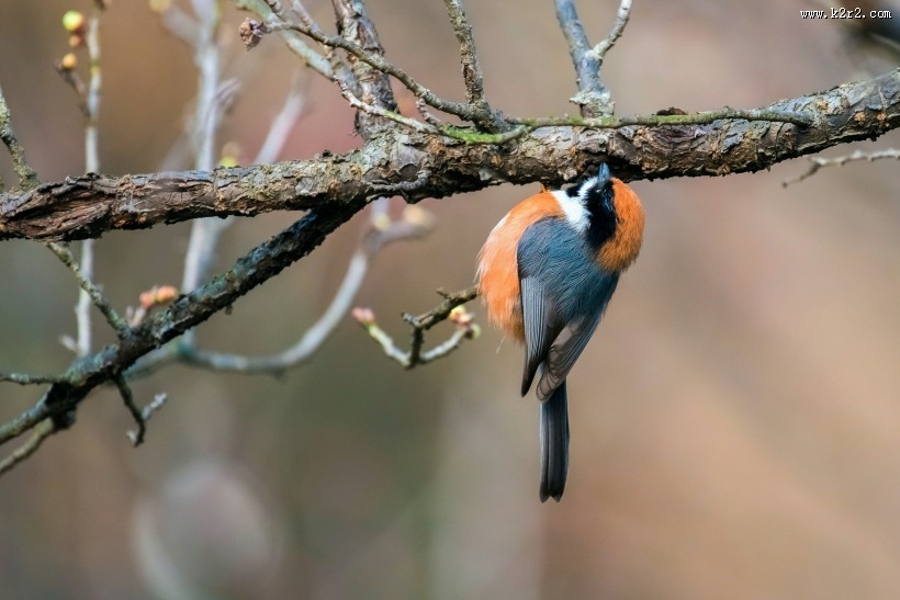 红头长尾山雀图片大全