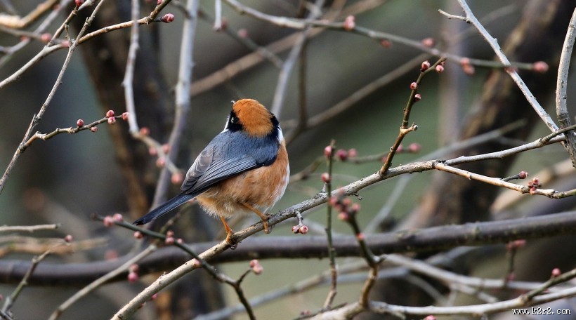 红头长尾山雀图片大全