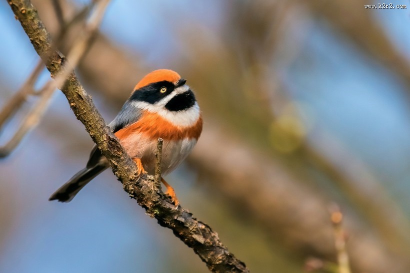红头长尾山雀图片