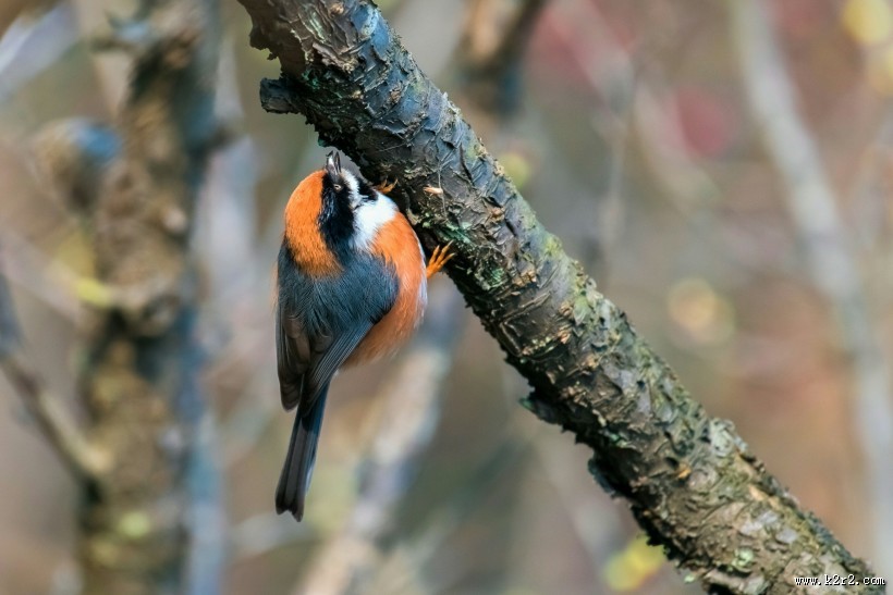 红头长尾山雀图片