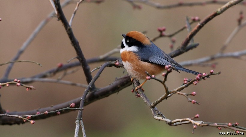 红头长尾山雀图片