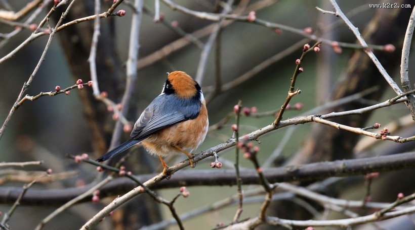 红头长尾山雀图片