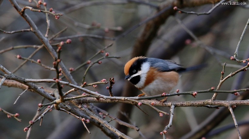 红头长尾山雀图片