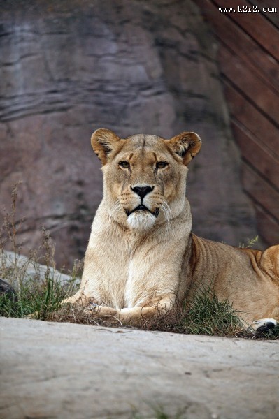 凶猛的野生母狮子图片