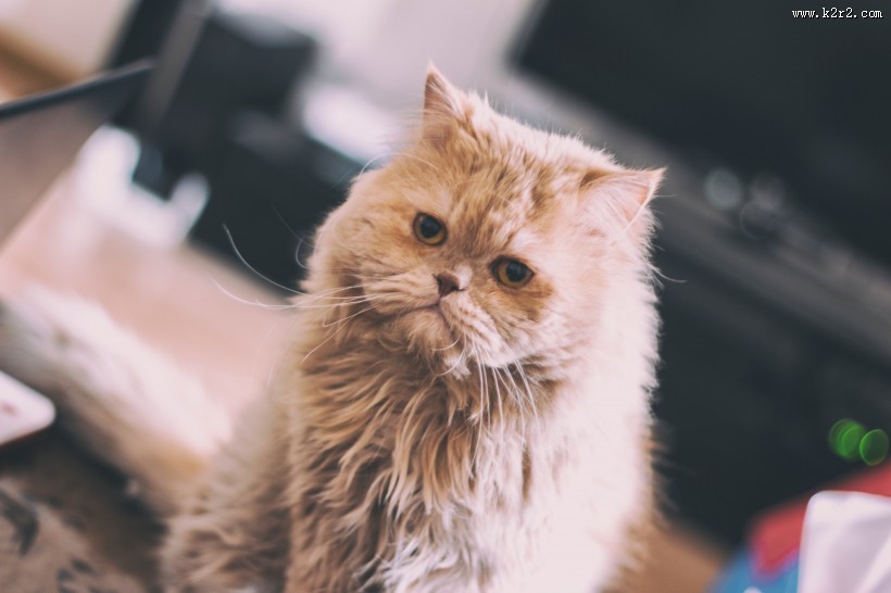 睁着大眼睛的可爱小猫图片大全