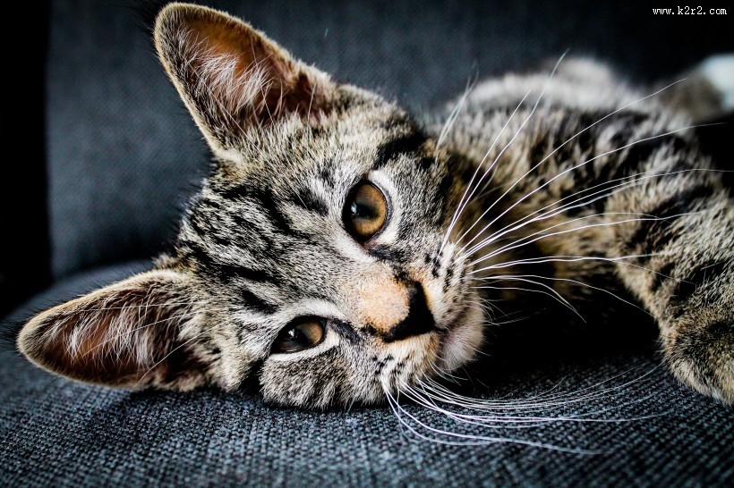 睁着大眼睛的可爱小猫图片大全