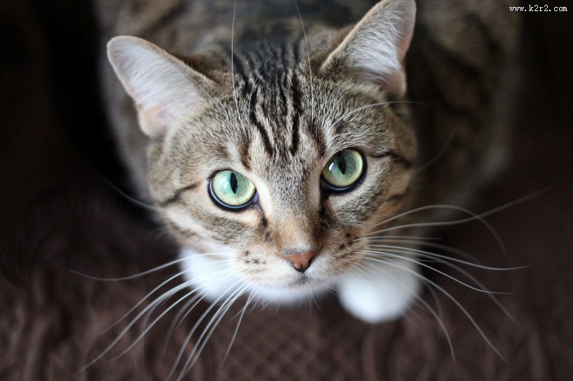 睁着大眼睛的可爱小猫图片大全