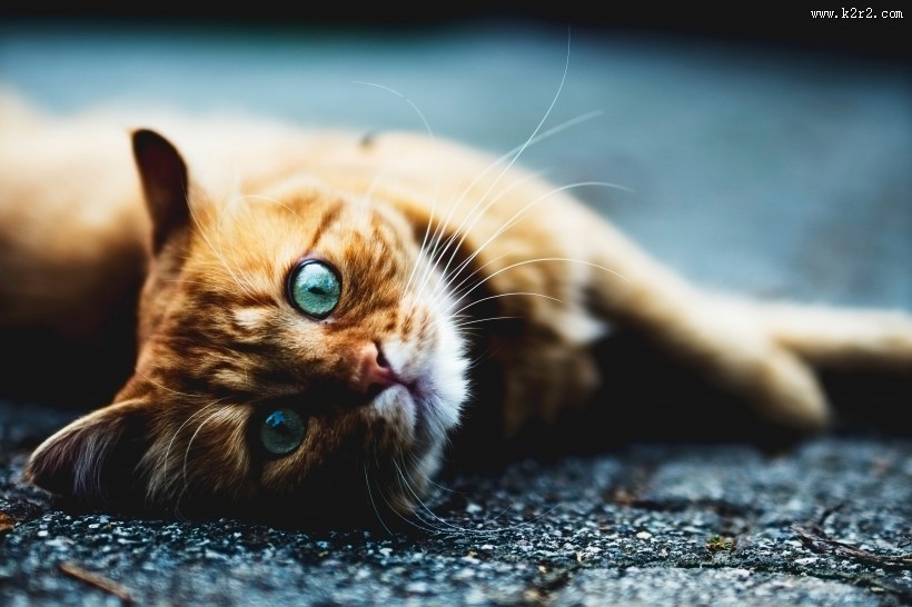 睁着大眼睛的可爱小猫图片大全