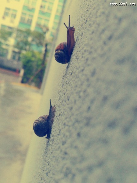 爬行的蜗牛图片大全