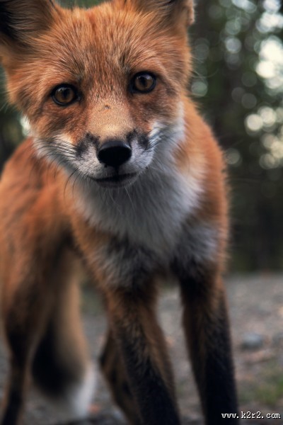 可爱的狐狸图片大全