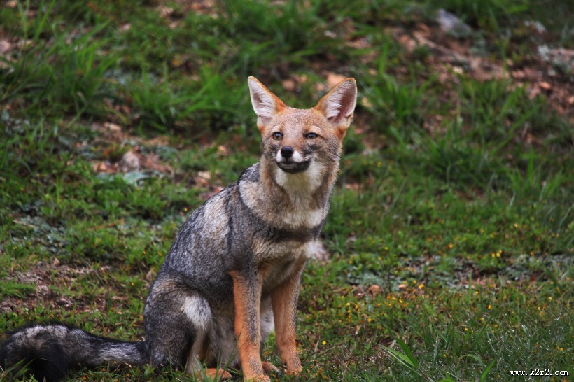 可爱的狐狸图片大全