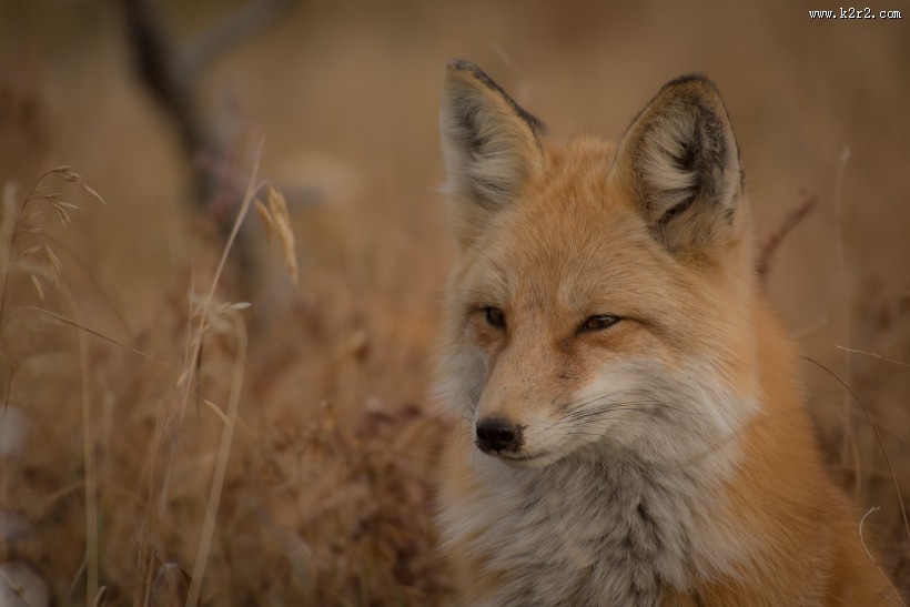 可爱的狐狸图片大全